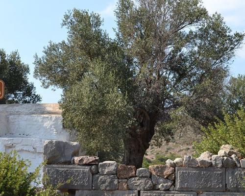 Ναός Φαναίου Απόλλωνος Κάτω Φανών