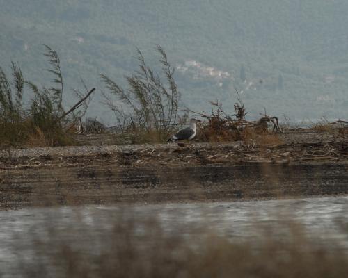 Παρατήρηση Πουλιών