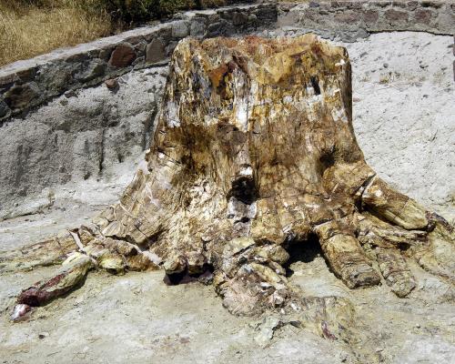 Πάρκο Απολιθωμένου Δάσους Σιγρίου
