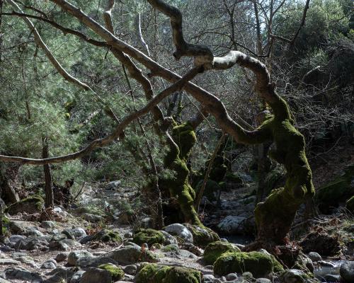 Καταρράκτης Νυχτέρα Κλαπάδου