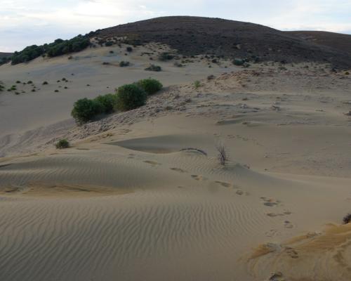 Αμμοθίνες Γομάτι