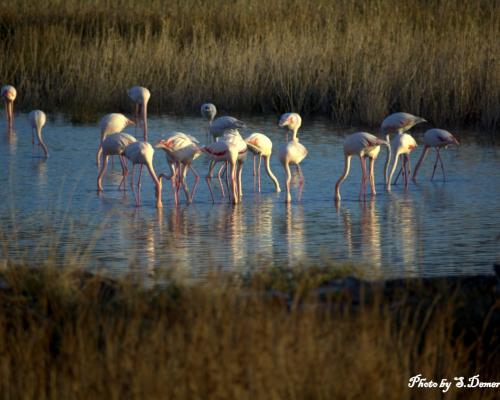 Παρατήρηση Πουλιών