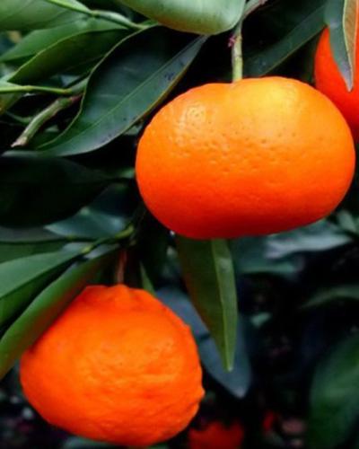 Μανταρίνι  2