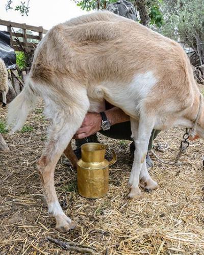 Κατσικίσιο σκληρό τυρί 