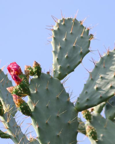 Φραγκόσυκα
