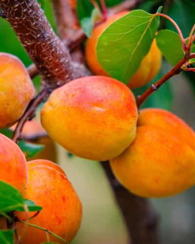 Καϊσιά (Βερύκοκα)