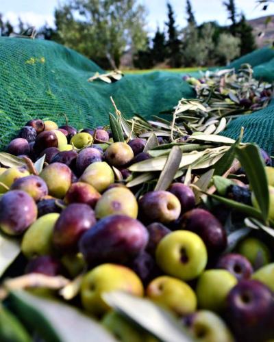Αδραμυτιανή ελιά 