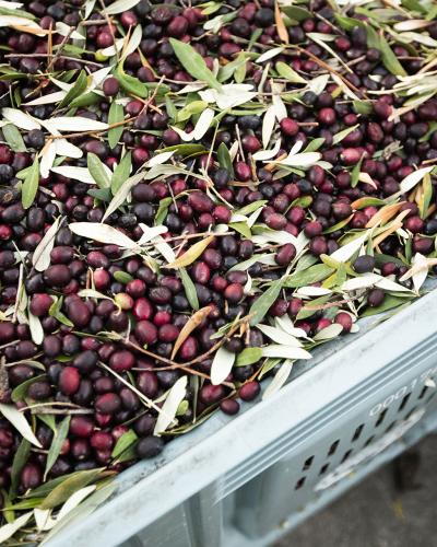 Αδραμυτιανή ελιά 