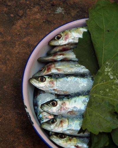 Σαρδέλα Καλλονής/ Παπαλίνα 