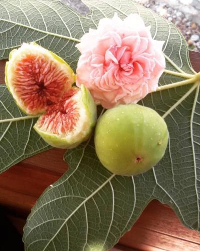 Σύκα Ερεσού 