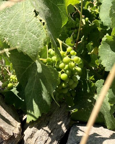 Μοσχάτο Λήμνου (ΠΟΠ) 