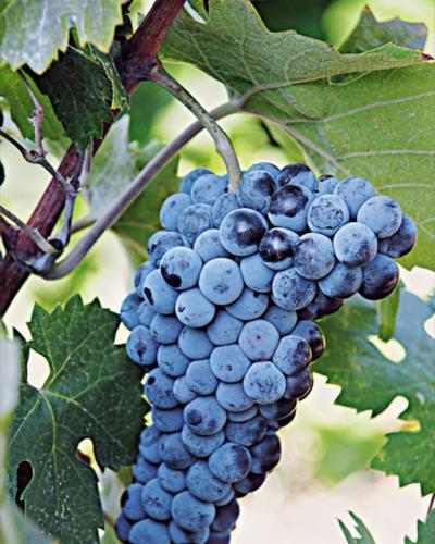 Μοσχάτο Λήμνου (ΠΟΠ) 