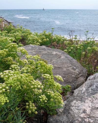 Άγριο κρίταμο 