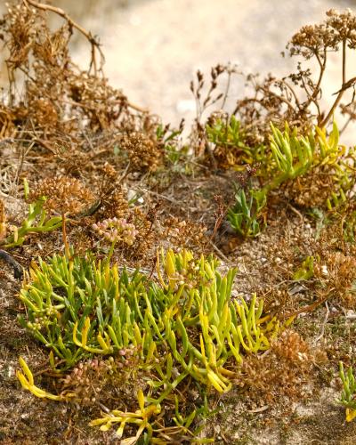 Άγριο κρίταμο 