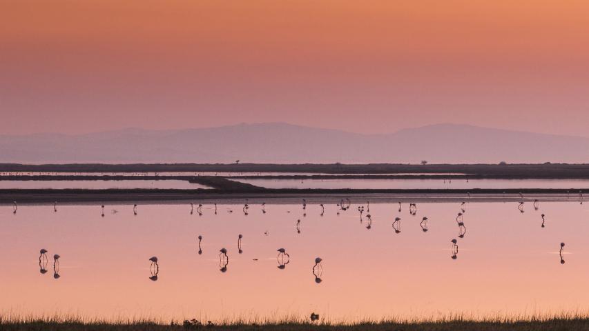 Παρατήρηση Πουλιών