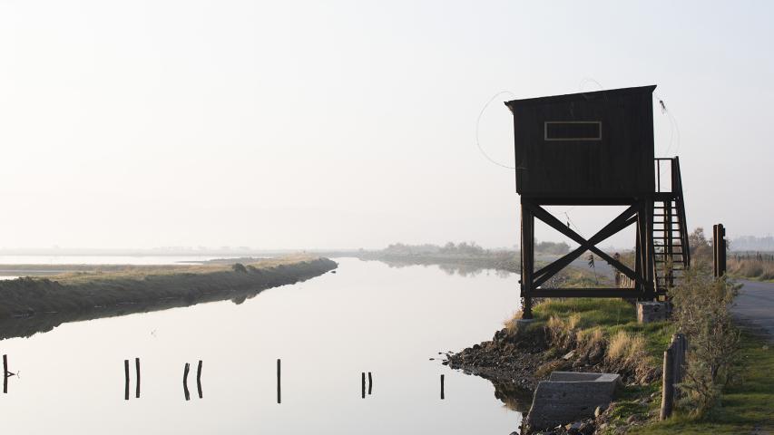 Παρατήρηση Πουλιών
