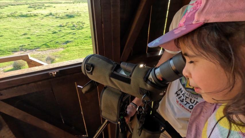 Παρατήρηση Πουλιών