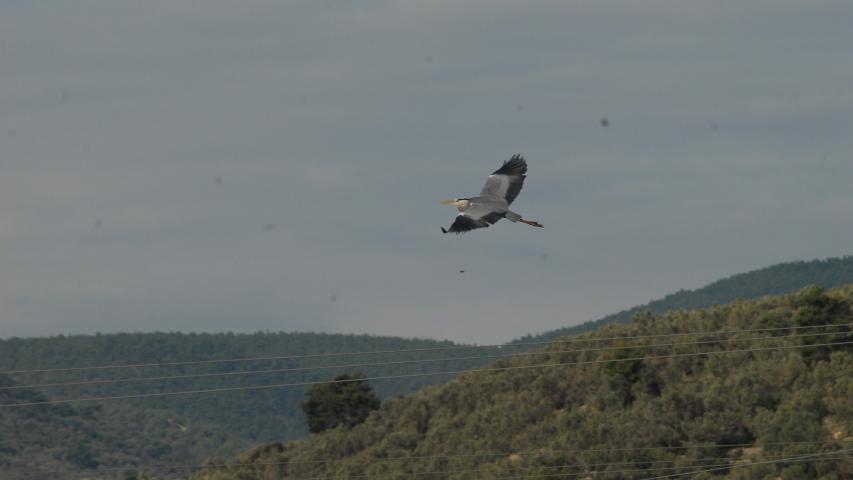 Παρατήρηση Πουλιών