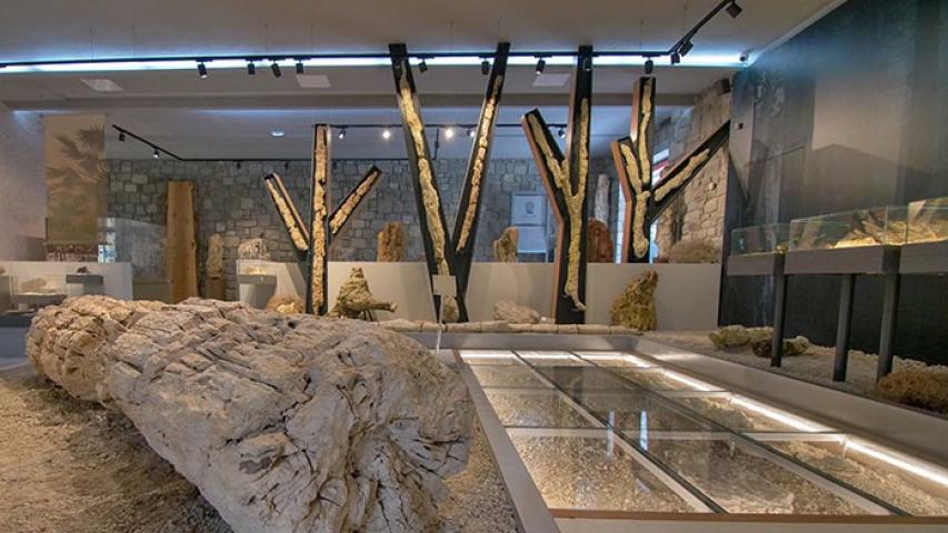 Μουσείο Φυσικής Ιστορίας Απολιθωμένου Δάσους Λέσβου