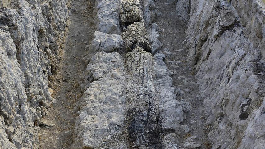 Πάρκο Απολιθωμένου Δάσους Νησιώπης