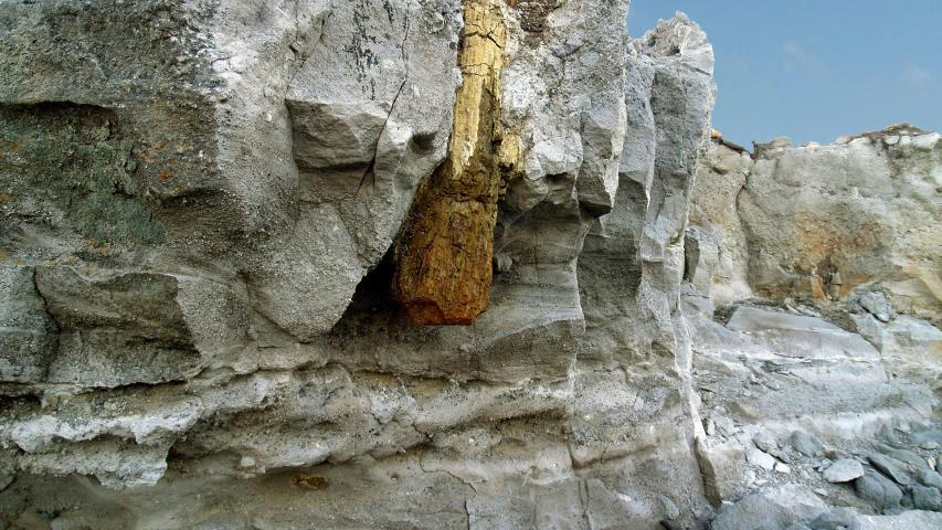 Πάρκο Απολιθωμένου Δάσους Πλάκας