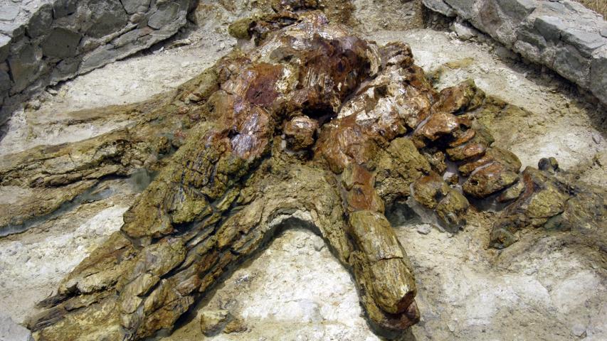 Πάρκο Απολιθωμένου Δάσους Σιγρίου