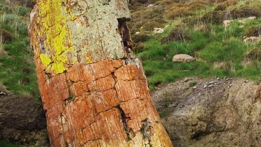 Πάρκο Απολιθωμένου Δάσους Σιγρίου