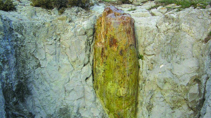 Πάρκο Απολιθωμένου Δάσους Σιγρίου