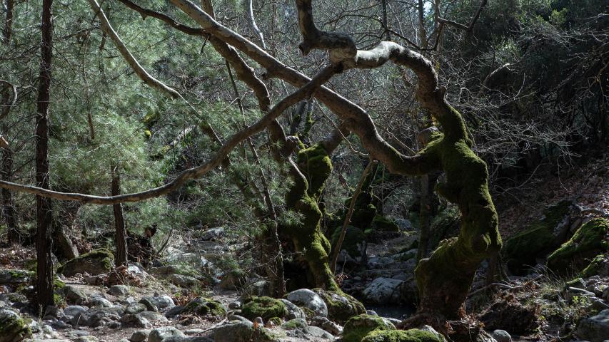 Καταρράκτης Νυχτέρα Κλαπάδου