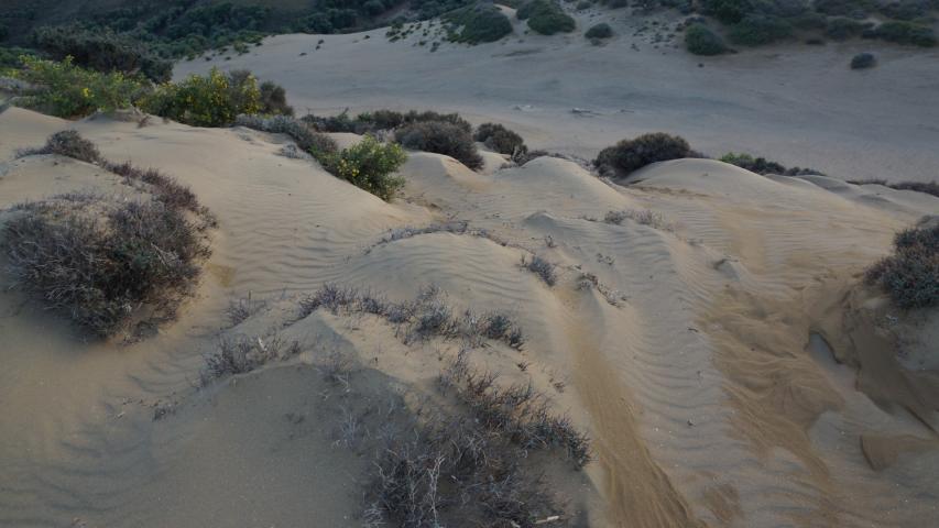 Αμμοθίνες Γομάτι