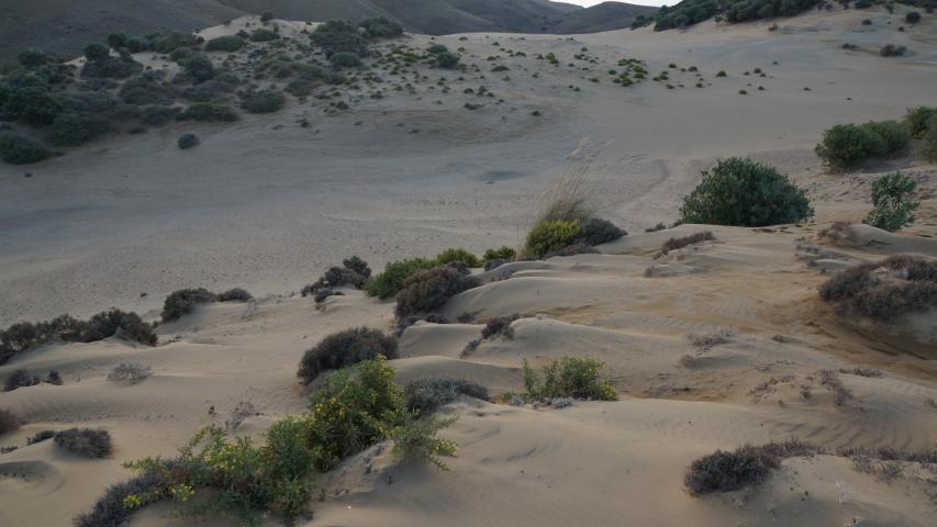 Αμμοθίνες Γομάτι