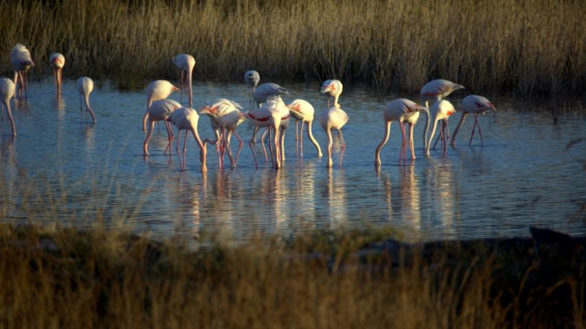 Παρατήρηση Πουλιών