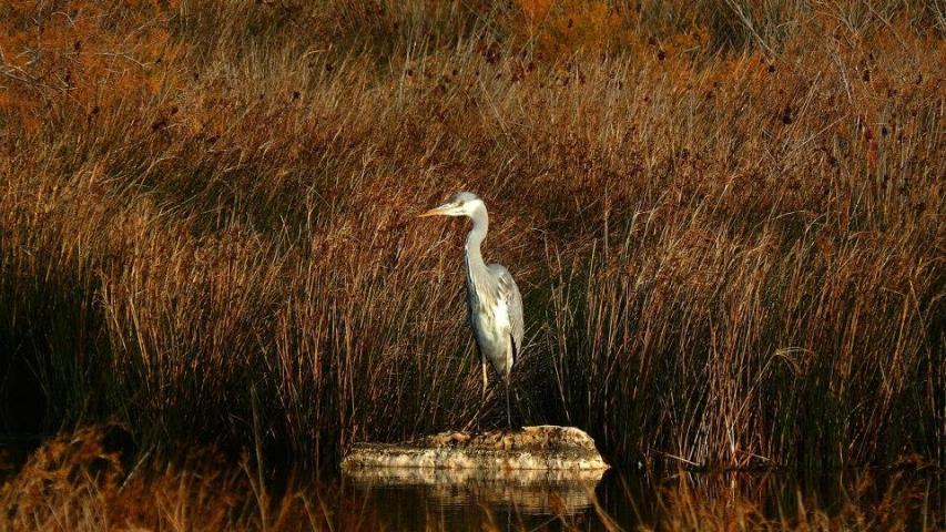 Παρατήρηση Πουλιών