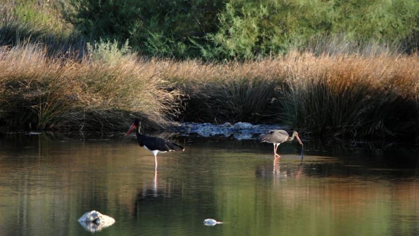 Παρατήρηση Πουλιών
